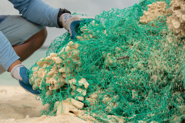 A person removes a coral head from a net.