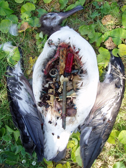 A dead albatross with its stomach full of plastic.