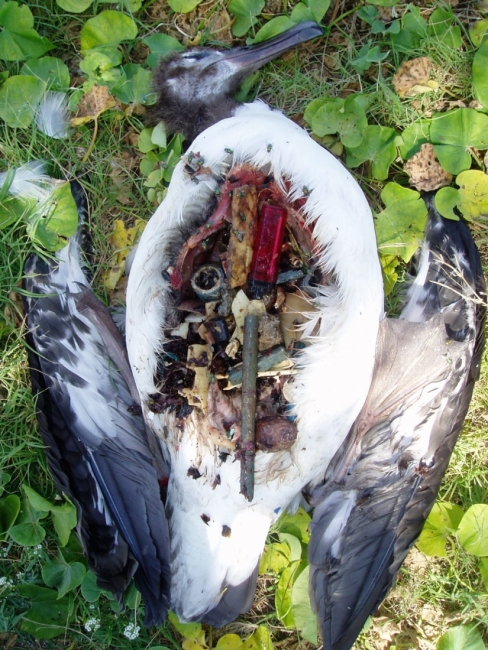 A deceased Laysan Albatross lies on the ground in Midway Atoll, with an exposed stomach filled with debris it consumed.