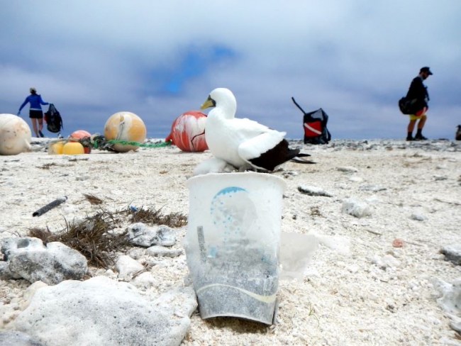 A coffee cup on a beach with an albatross sitting behind it.