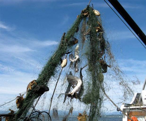 A large derelict gill net that was recovered from the Puget Sound.