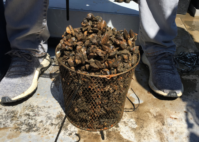 A basket of mussels at someone's feet.