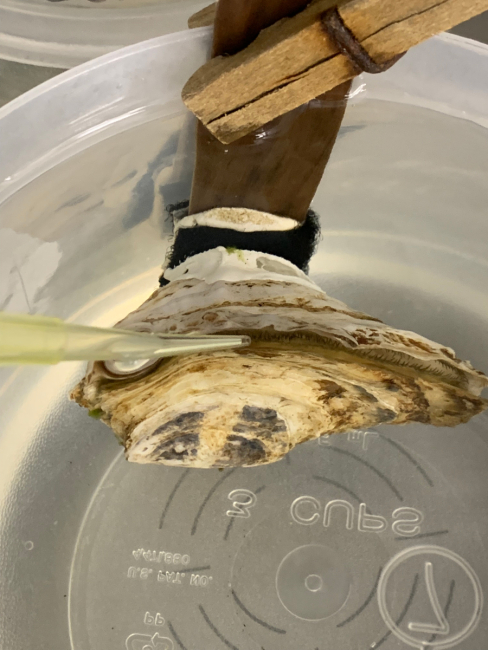 An oyster in a container of water being fed with a pipette.