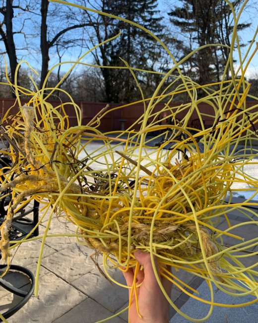 A handful of tangled yellow tubing.