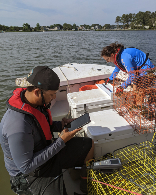 Two students on a boat collecting data on crab traps.