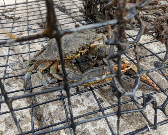 A crab trapped in a recovered derelict crab pot.