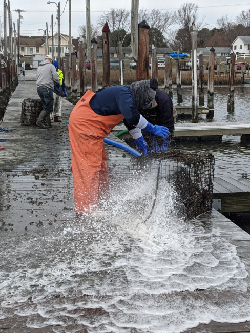 A volunteer in orange coveralls and blue gloves washing an old crab trap.