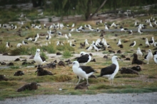 Laysan albatross nesting.