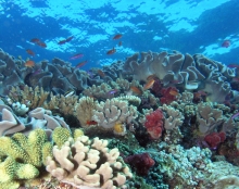 A healthy coral reef.