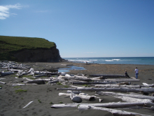A sandy beach covered in logs with a small cliff and people wandering in the distance.