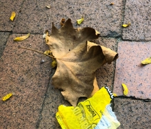 Debris next to leaf.