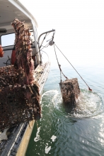 Derelict lobster pots are removed from Long Island Sound. (Photo Credit: Cornell Cooperative Extension)