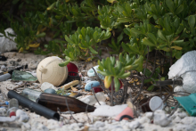 Trash scattered on sand and among shrubs at the back barrier of a beach.