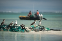 A group of boobies sit on top of a mass of derelict fishing nets while the marine debris team works in the background.