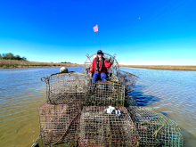 A person on an airboat piled high with derelict traps removed from a bay.