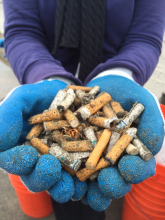Collected cigarette butts.