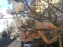 A plastic bag stuck in a flowering tree.
