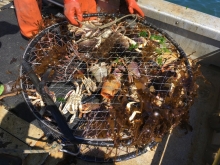 A round crab pot holds collected crabs and seaweed.