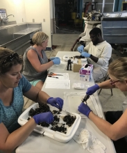 Four people around a lab bench examining mussels.