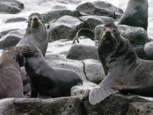 Four young northern fur seals play along the rocky shorelines.