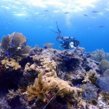 A diver collecting debris from the seafloor.