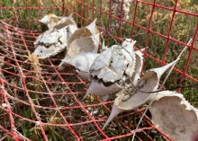 The exoskeleton remains of several blue crabs in an abandoned crab trap.