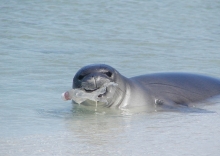 A seal rests on a beach with a plastic water bottle in its mouth.
