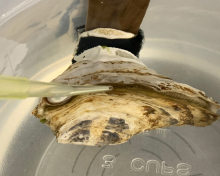 An oyster in a container of water being fed with a pipette.