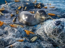 A Hawaiian monk seal rests on top of derelict fishing gear.