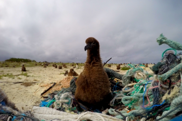 An albatross chick sits among marine debris on a beach in the NWHI.