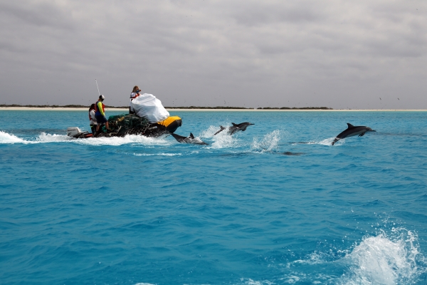 Members of this year's removal mission team haul derelict nets and other debris, accompanied by a pod of dolphins.