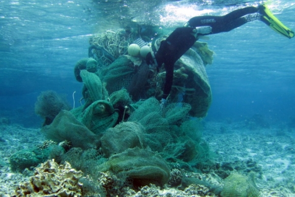 A snorkeler works to remove a large derelict net during a NWHI removal mission.